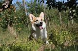 CORGI PEMBROKE 051